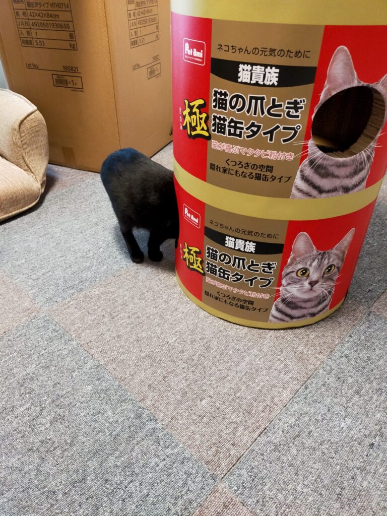 猫缶タワーに頭をつっこむ『しゅん』