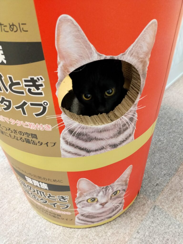 猫缶タワーに入った『しゅん』