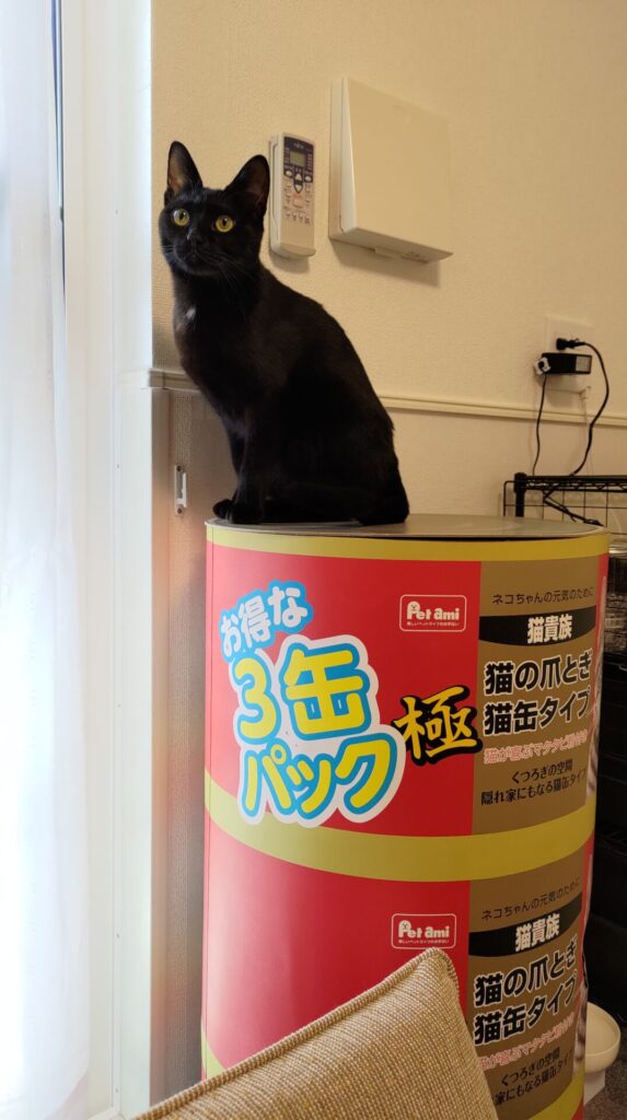 猫缶タワーに登る『しゅん』