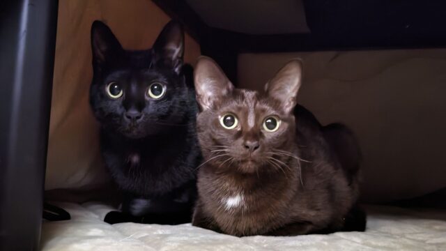 猫の目が腫れている 受診前に症状の撮影を はるしゅんブログ