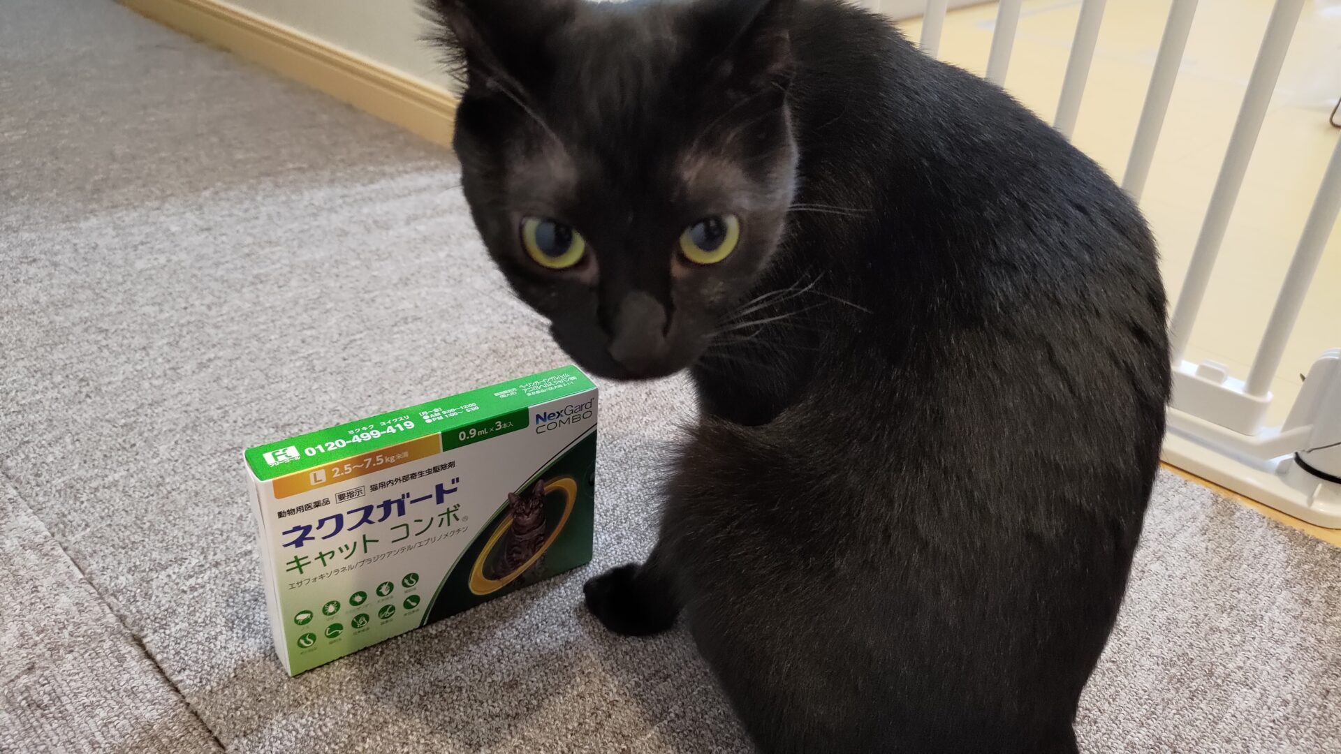 駆虫薬｜ネクスガード キャット コンボ｜はるしゅんブログ